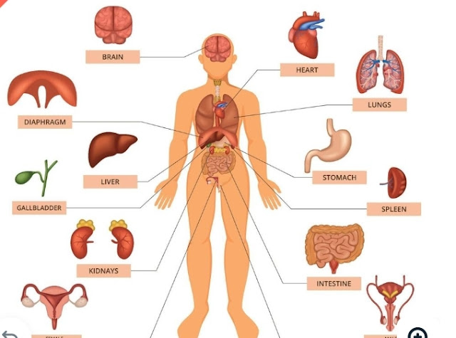 Full Body Check Up covers all organs