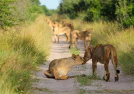 Matusadona National Park