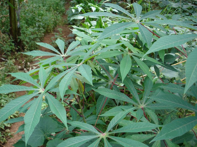 Cassava leaves