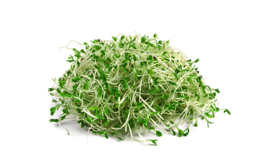 Alfalfa - The Updated World