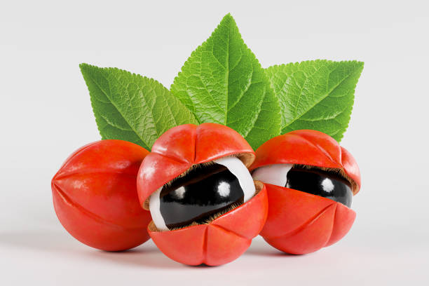 Images of the guarana fruit, commonly called guarana - The Updated World