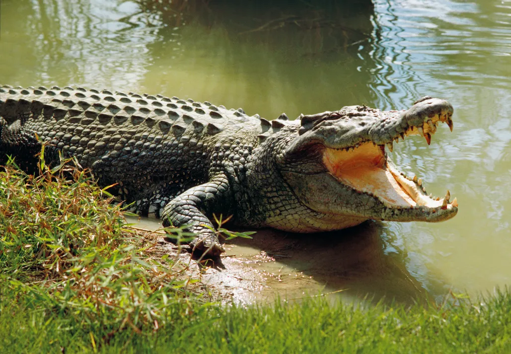 Fights Crocodile