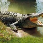 Woman Recounts Terrifying Escape from Crocodile Attack