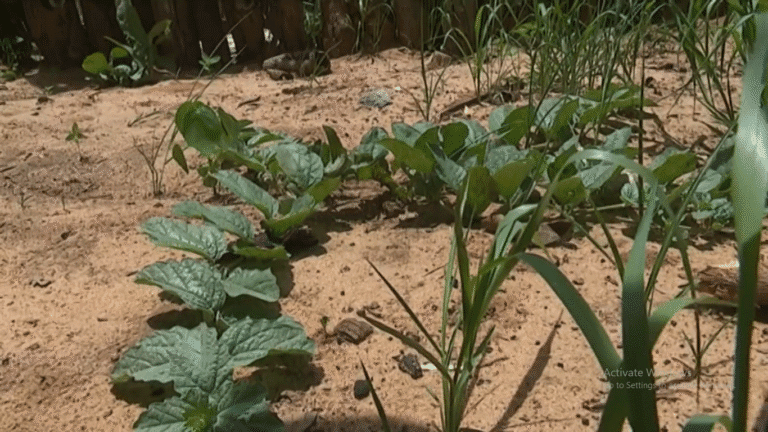 Hamunyera Mathias on Harvesting Devil’s Claw at Home 8 Devil's Claw roots - The Updated World