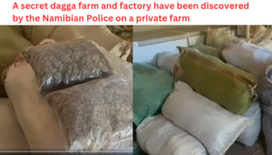 A secret dagga farm and factory have been discovered by the Namibian Police on a private farm