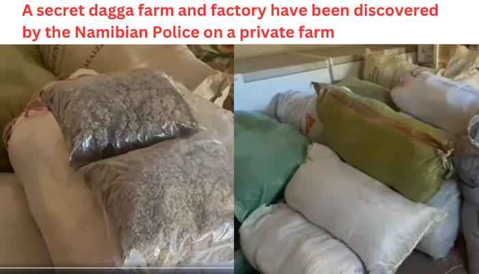 A secret dagga farm and factory have been discovered by the Namibian Police on a private farm