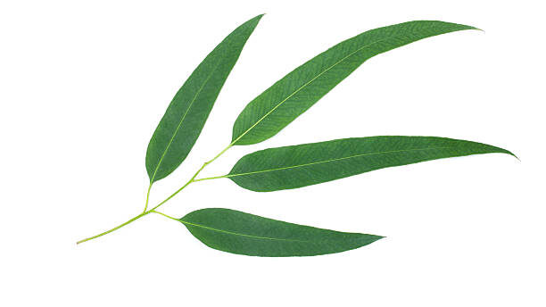 Eucalyptus leaves - The Updated World
