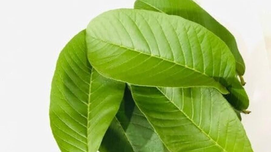 Guava Leaves - The Updated World