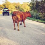 cattle in the road - The Updated World