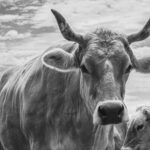 Nine Namibians and Stolen Cattle Return Safely from Angola
