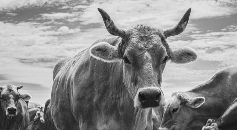 Nine Namibians and Stolen Cattle Return Safely from Angola 5 free photo of black and white portrait of cows in pasture