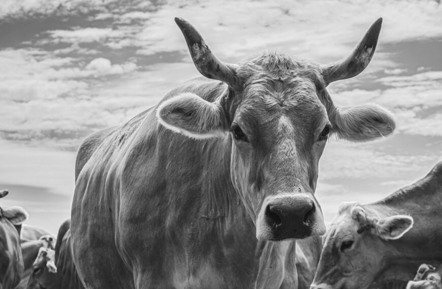 Nine Namibians and Stolen Cattle Return Safely from Angola