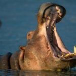 hippo