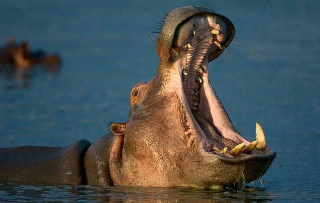 hippo