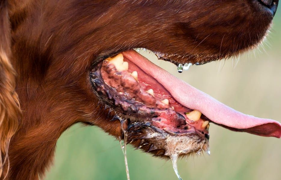 Rabies