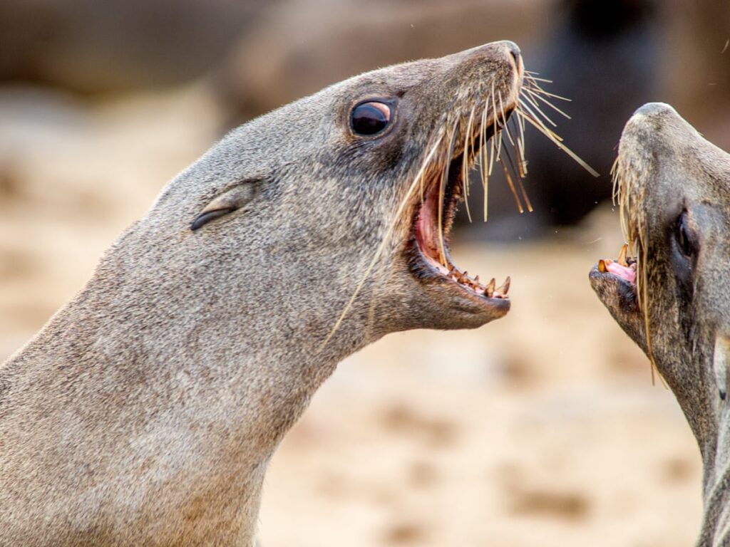 Rabies Confirmed in Cape Fur Seal