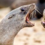 Rabies Confirmed in Cape Fur Seal