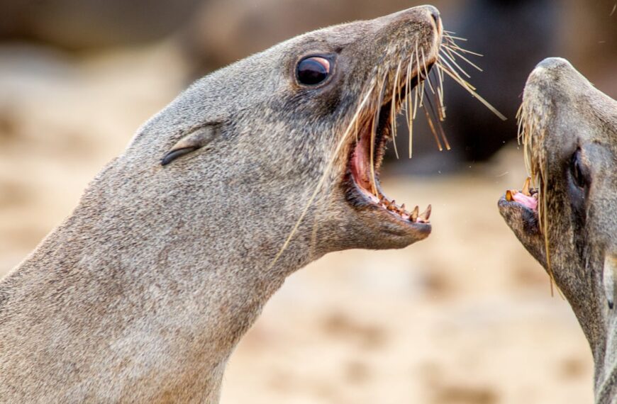 Rabies Confirmed in Cape Fur Seal