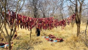 Three Arrested in Otjozondjupa After Being Found With Slaughtered Cattle