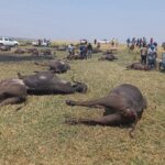 Buffaloes Drown in Chobe River