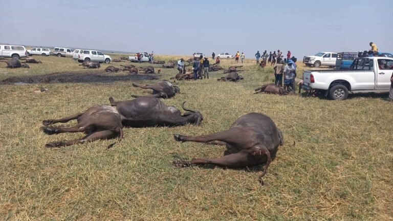 More Than 80 Buffaloes Drown in Chobe River 2 Buffaloes Drown in Chobe River