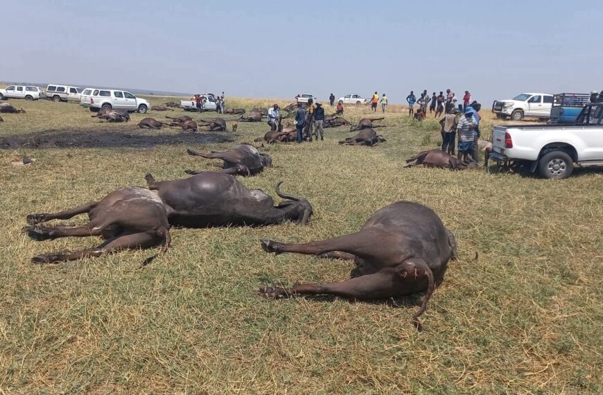 Buffaloes Drown in Chobe River