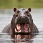 Hippo Attack in Kavango West Leaves Teen Injured