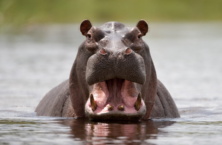 Hippo Attack Leaves Two Women Injured at Shankara Village