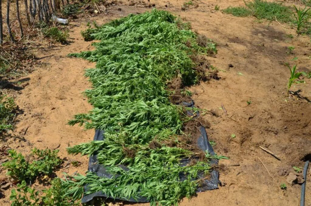 Uprooted Cannabis plants