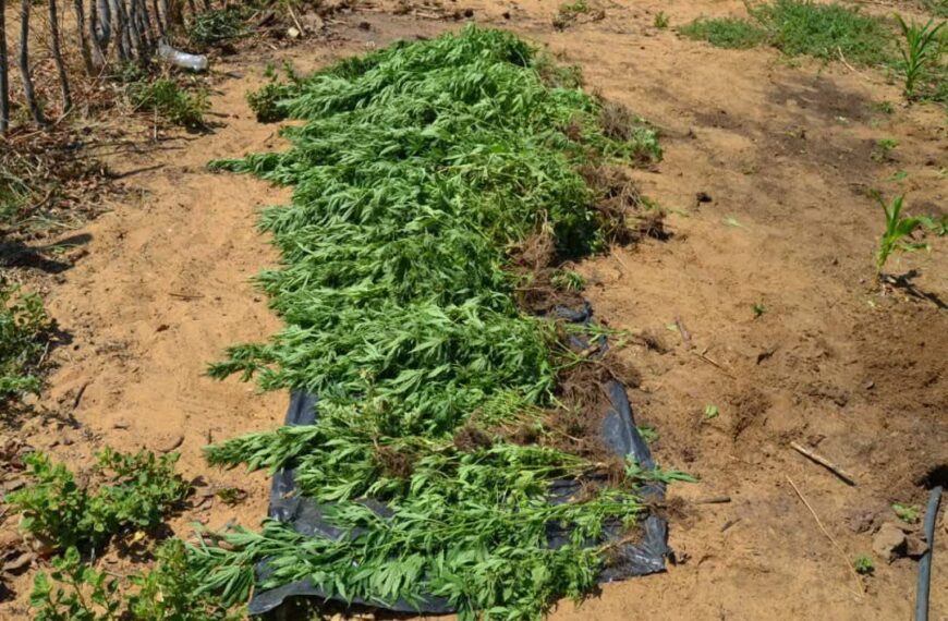 Uprooted Cannabis plants