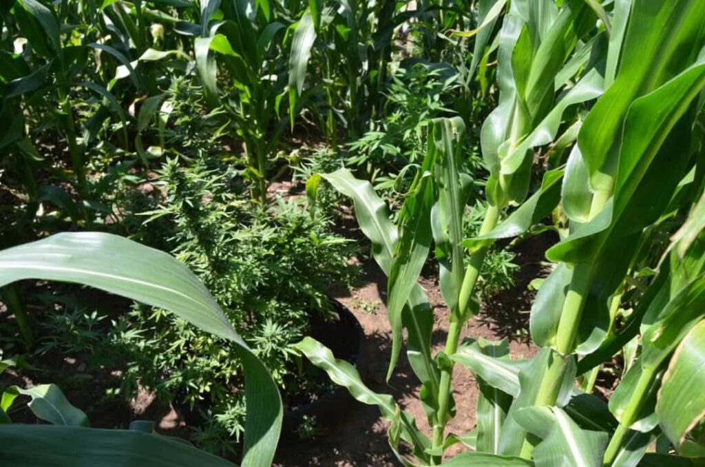 Maize and Cannabis garden
