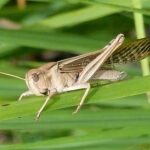 African Migratory Locusts Reported in Multiple Zambezi Region Areas