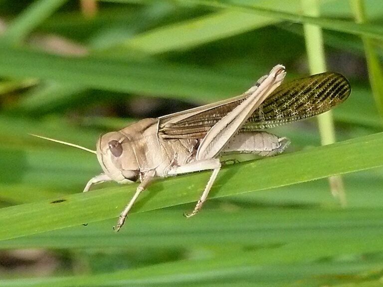 African Migratory Locusts Reported in Multiple Zambezi Region Areas 4 Locusta male2