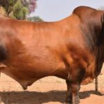 Simbra Bull Sets New Record with N$650,000 Sale at Windhoek Auction