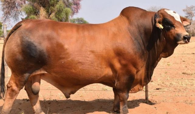 Simbra Bull Sets New Record with N$650,000 Sale at Windhoek Auction