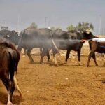 Agriculture Ministry Calls for Stronger Tick Control After Crimean-Congo Fever Case