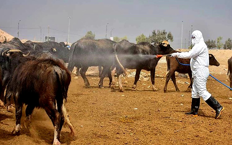 Agriculture Ministry Calls for Stronger Tick Control After Crimean-Congo Fever Case 1 Agriculture Ministry Calls for Stronger Tick Control After Crimean-Congo Fever Case