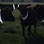 Animal Reflector Tags Set to Be Introduced to Improve Road Safety