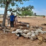 Lightning Strike Claims 26 Sheep at Gainasteb Farm