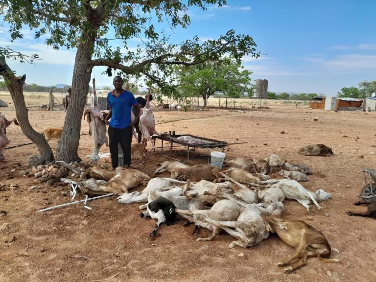 Lightning Strike Claims 26 Sheep at Gainasteb Farm 6 FB IMG 1762253021048