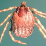 Namibia Confirms CCHF Outbreak After Fatal Case in Khomas Region