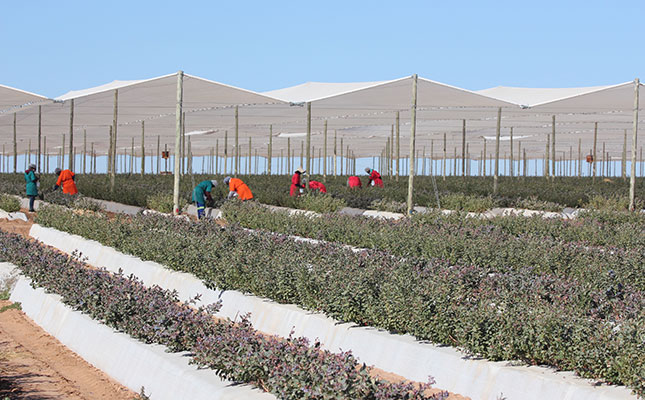 Namibian blueberries