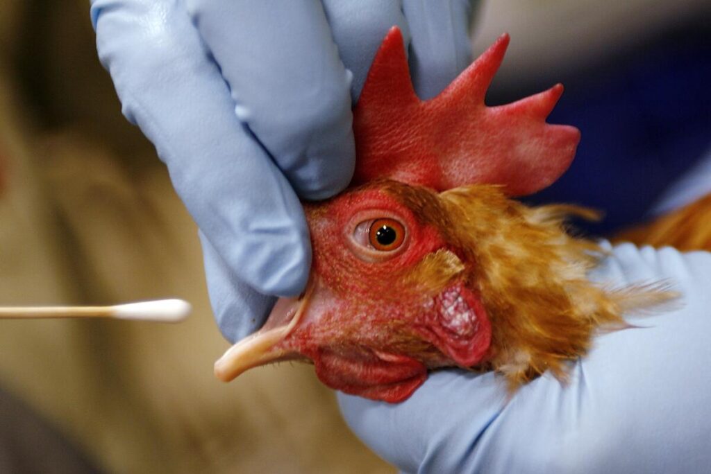H5N1 Bird Flu Confirmed Near Lüderitz