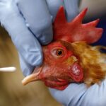 H5N1 Bird Flu