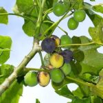 jatropha curcas