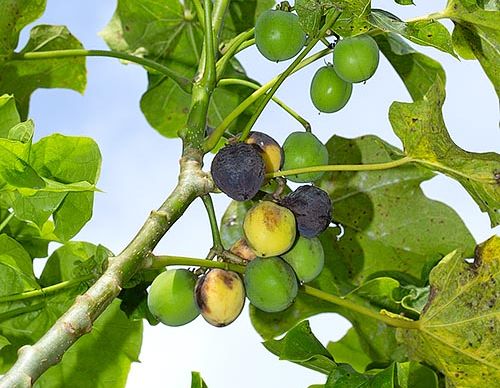 jatropha curcas