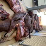 Police Recover Stolen Cattle Meat, Suspect Arrested in Windhoek