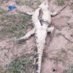 Killed crocodile at Bunya