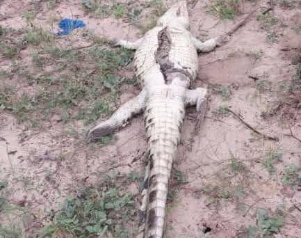 Crocodile Killed Illegally, Body Parts Removed in Bunya Village 1 Killed crocodile at Bunya
