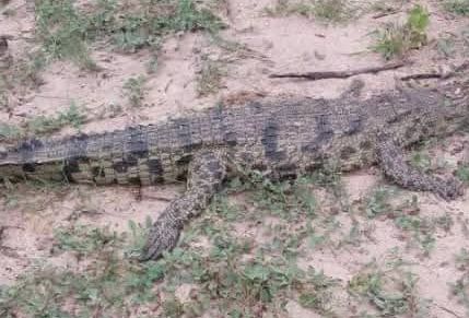 Crocodile Killed Illegally, Body Parts Removed in Bunya Village 2 FB IMG 17712588337002